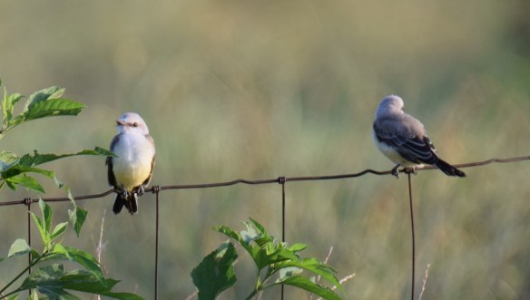 a Scissor-tailed flycatchers (14)s