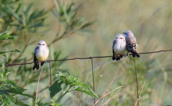 a Scissor-tailed Flycatchers (6)s
