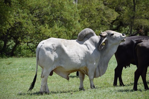 Brahman bull