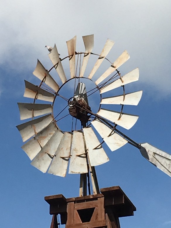 A dove on top of the windmill at Wildseed Farms, Fredericksburg, Texas