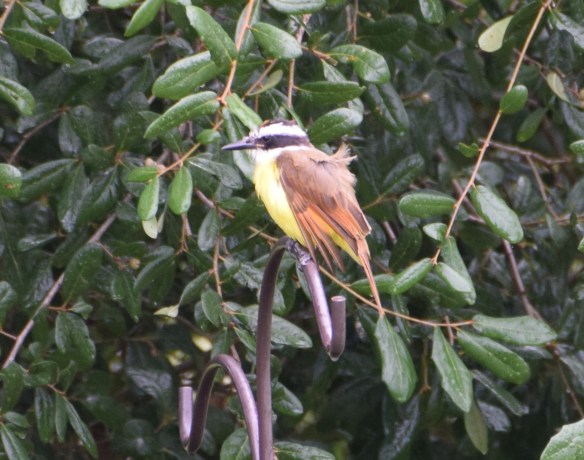 a Great Kiskadee (7) s