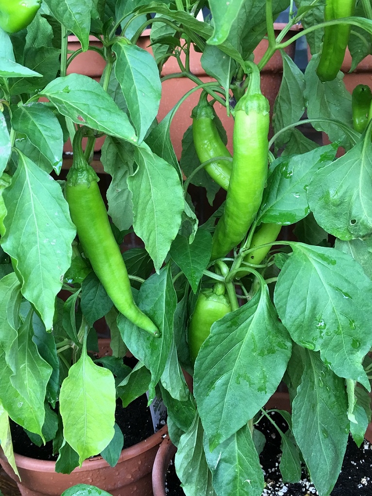 Or buy a Hatch chile plant and roast your own