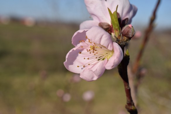 A peach blossom from 2015