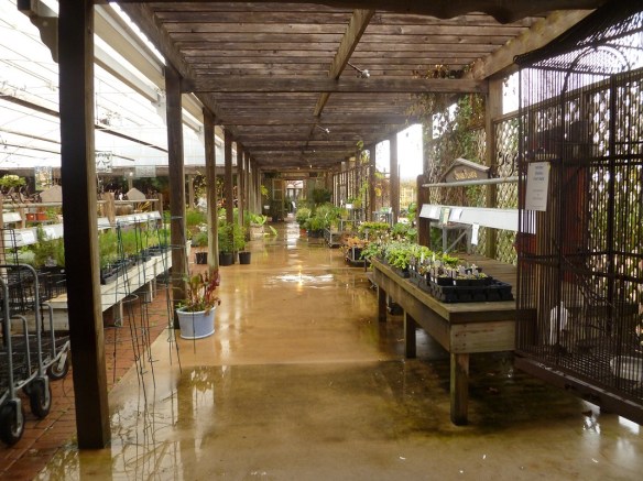 a Watering at the nursery s