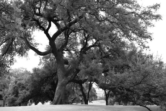 At the University of Texas (Austin)