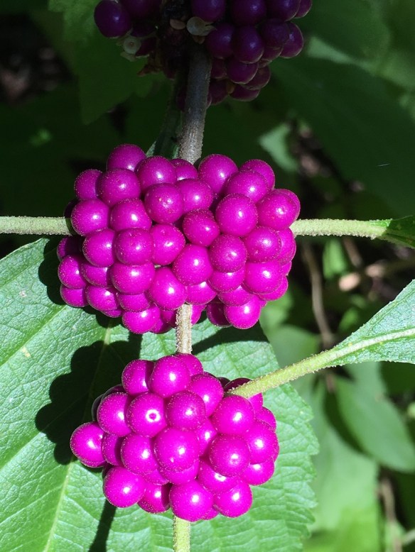 a-american-beautyberries-1s