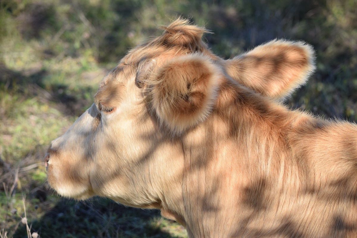 a Cow in Patchy Shade s
