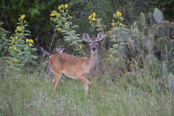 a-deer-at-lost-maples-s