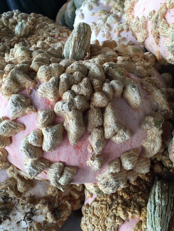 Pumpkins at Whole Foods Market Lamar (1)s