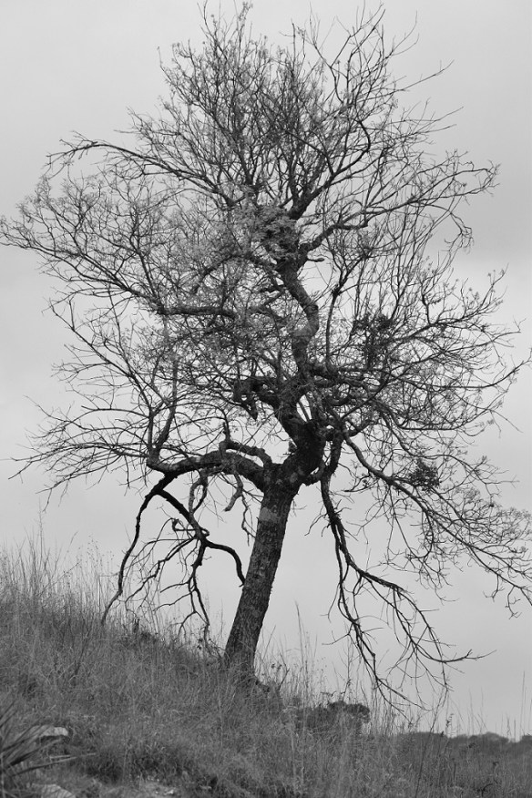 In the Balcones Canyonlands