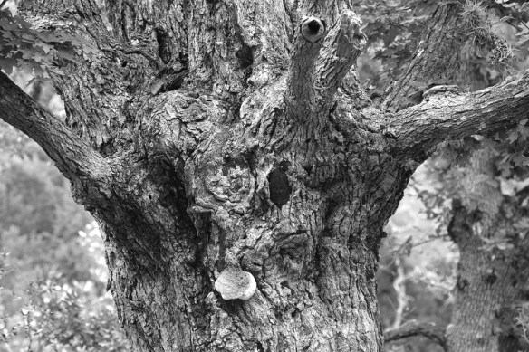 tree-lost-maples-bw-s