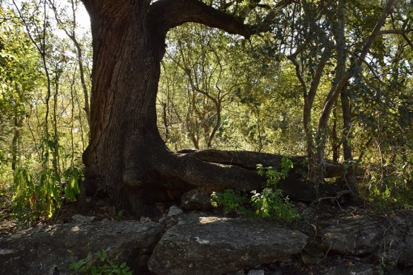 a-austin-nature-center-trail-s