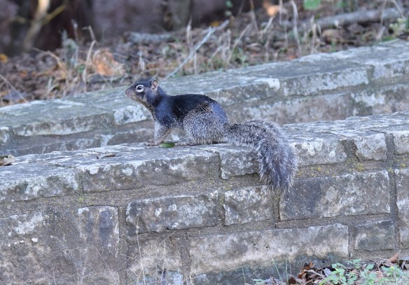 a-black-squirrels-2s