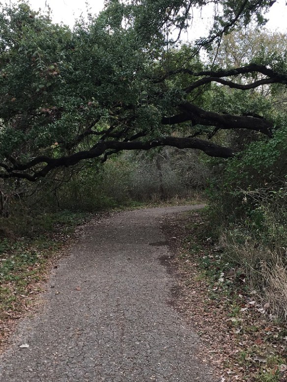 a-covering-the-trail-s