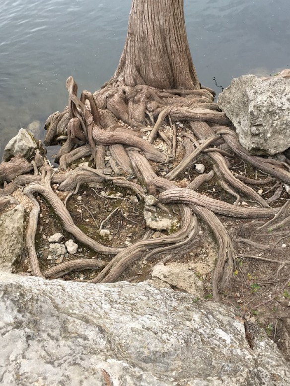 a-cypress-tree-roots-s