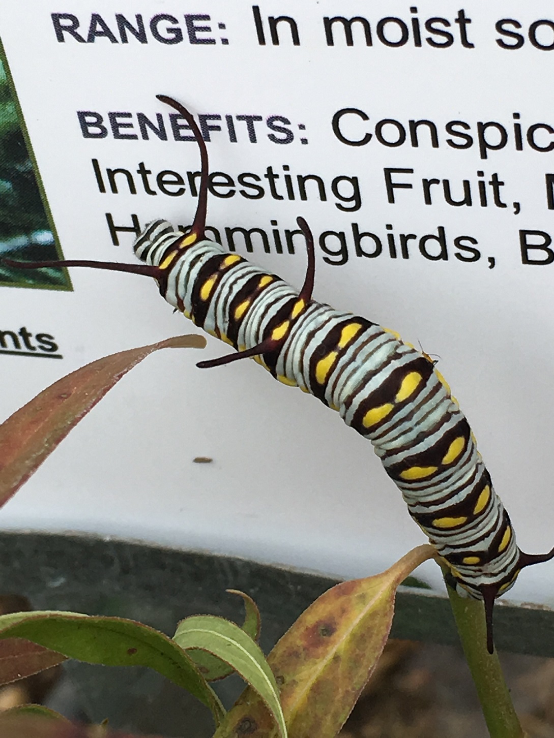 Munching on a milkweed plant at the Lady Bird Johnson Wildflower Center