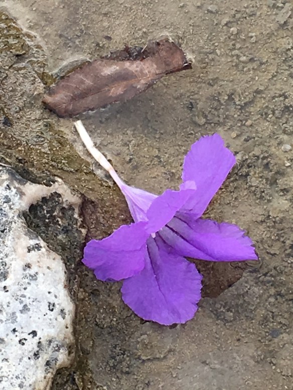 At McKinney Falls State Park, Austin, Texas