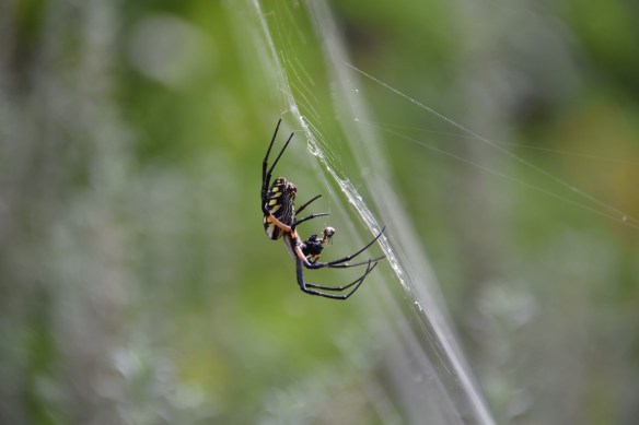 At Wildseed Farms, Fredericksburg, Texas