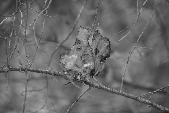 its-all-about-nature-s