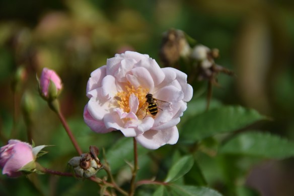 a-bee-butt-in-la-grange-s