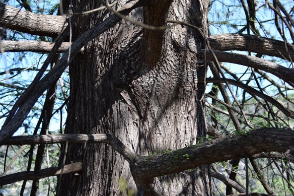 At the Nalle Bunny Run Wildlife Preserve along the Colorado River