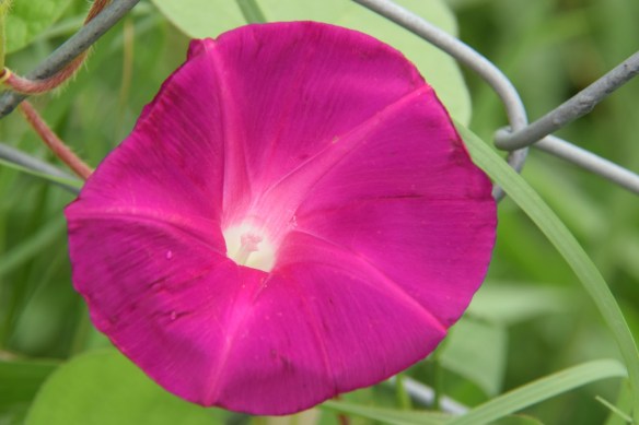 A Morning Glory bloom