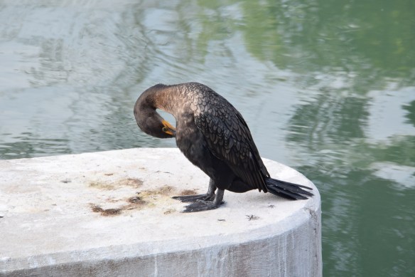 a-birds-at-the-locks-1s