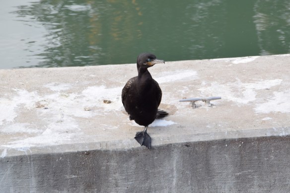 a-birds-at-the-locks-2s