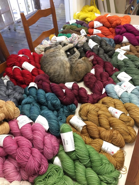 a-cat-and-yarn-1s