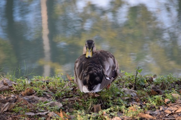 You looking at me? (How do birds turn their heads like that?)