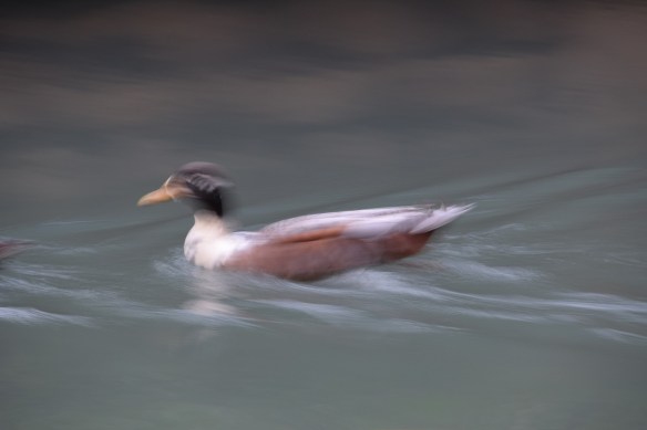 a-ducks-along-the-river-5s