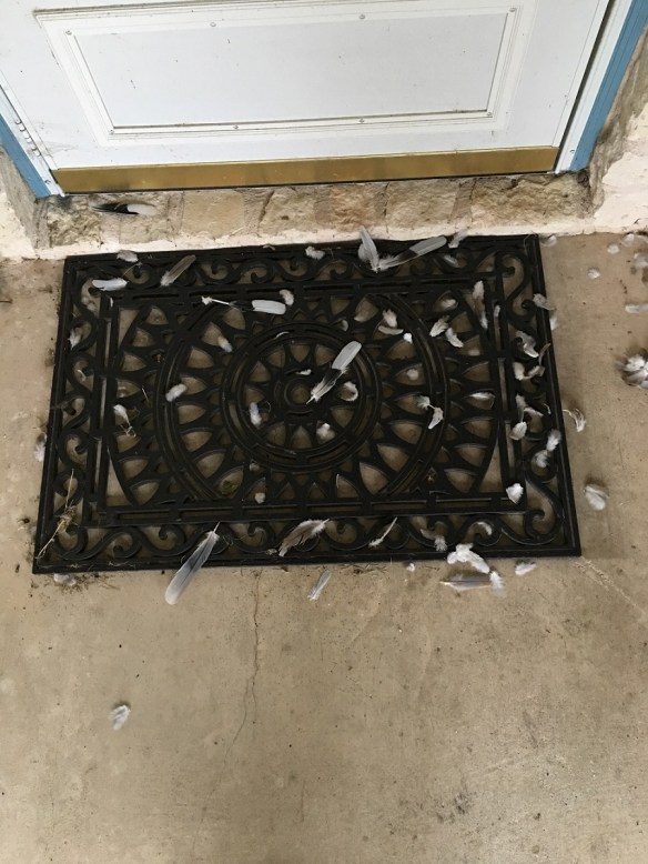 a-formerly-a-bird-1-s