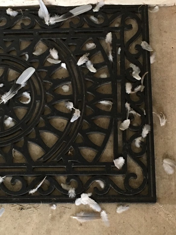 a-formerly-a-bird-3-s