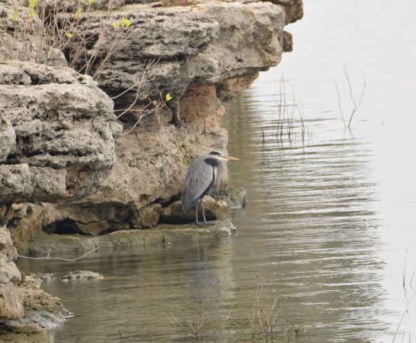 a-great-blue-heron-1s