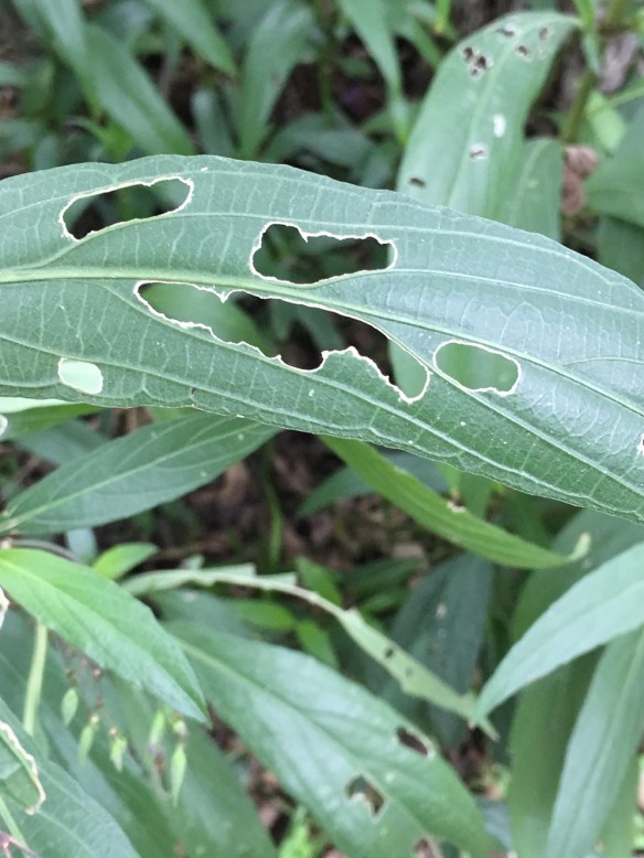 a-leaf-for-snacking-6s