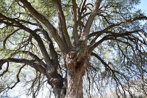 Near Cypress Creek in Wimberley, Texas