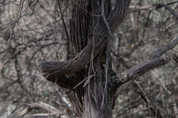 Along the Twin Creeks Park trail in Cedar Park, Texas