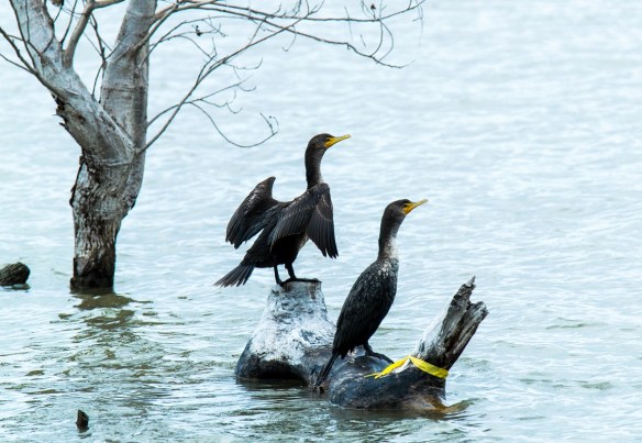 Cormorants