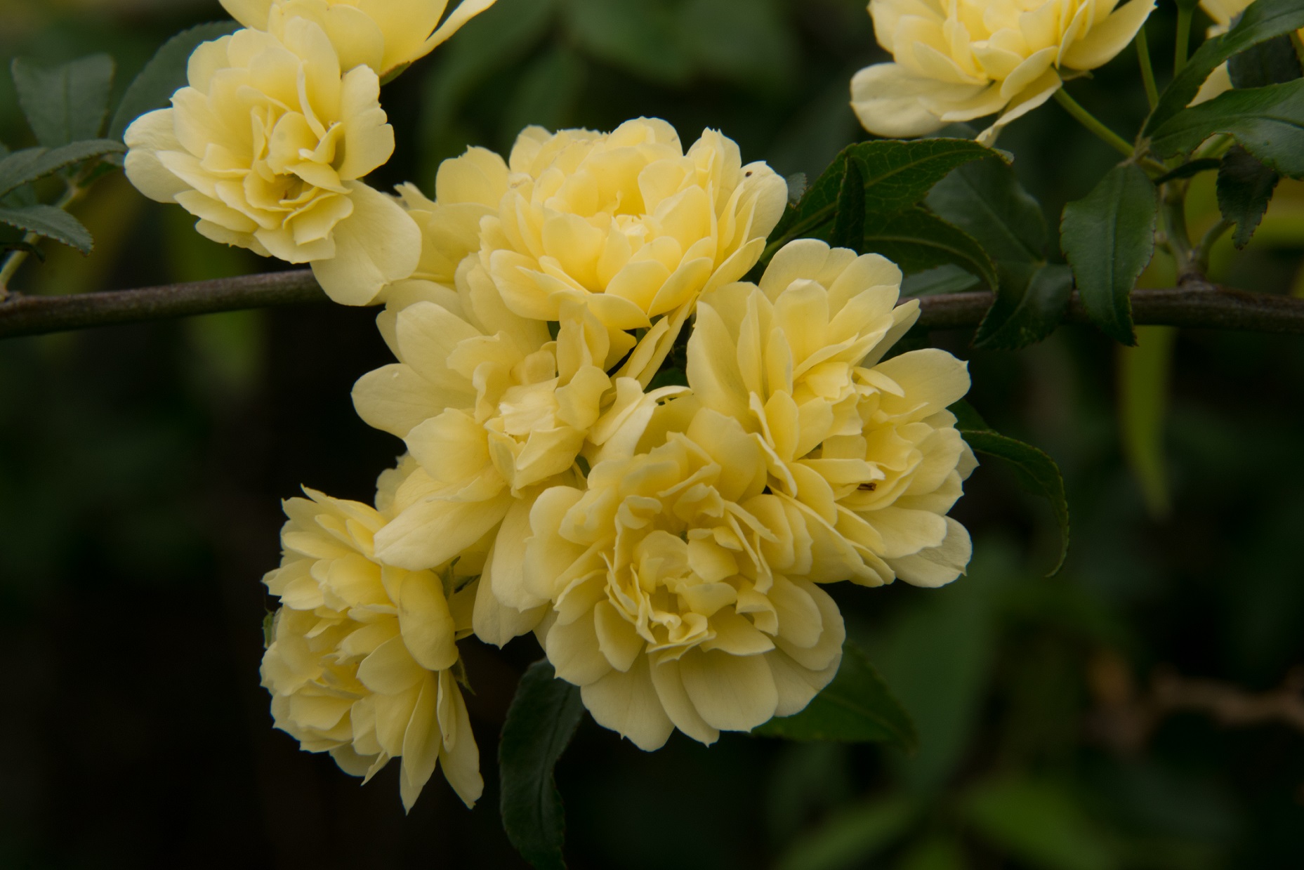 Yellow Lady Banks Spring 2017