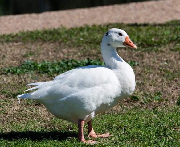 Bird alongside Hamilton Creek, Burnet, Texas