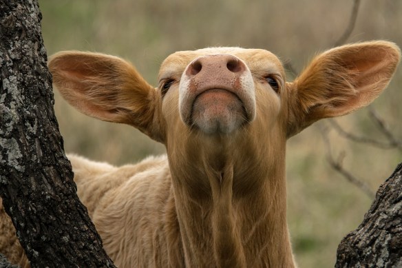 Blond Calf