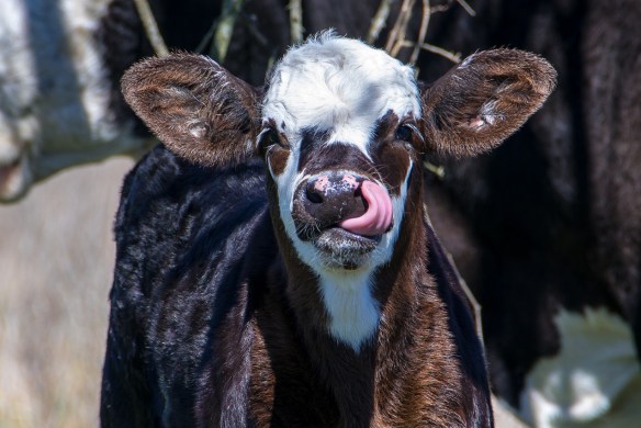Calf with tongue
