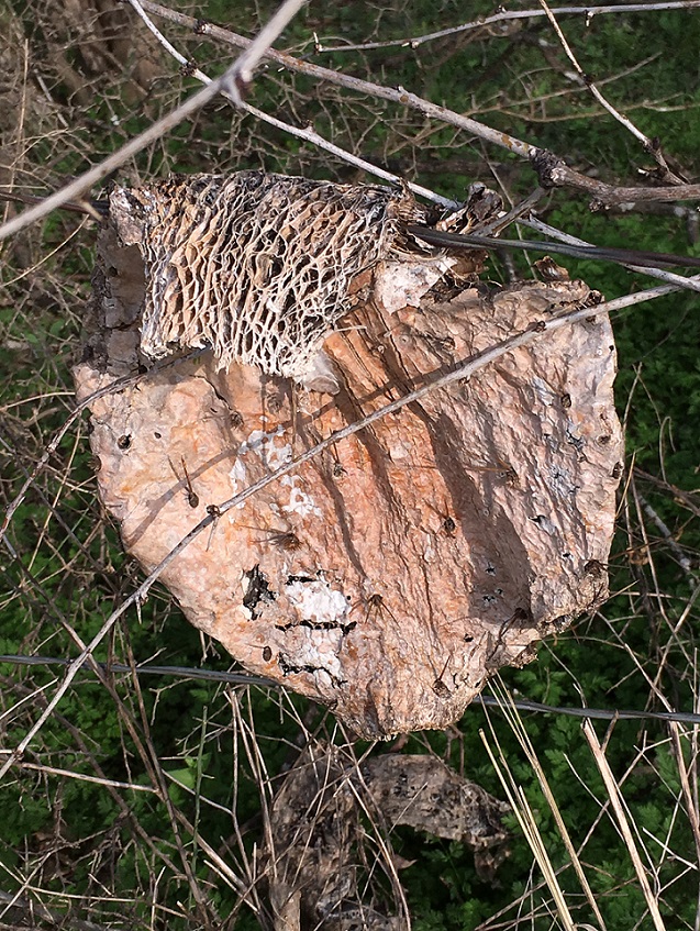 Pad of a prickly pear cactus