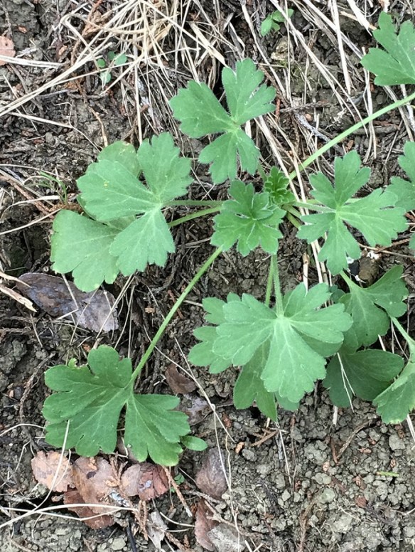 a-southeast-metro-park-5s