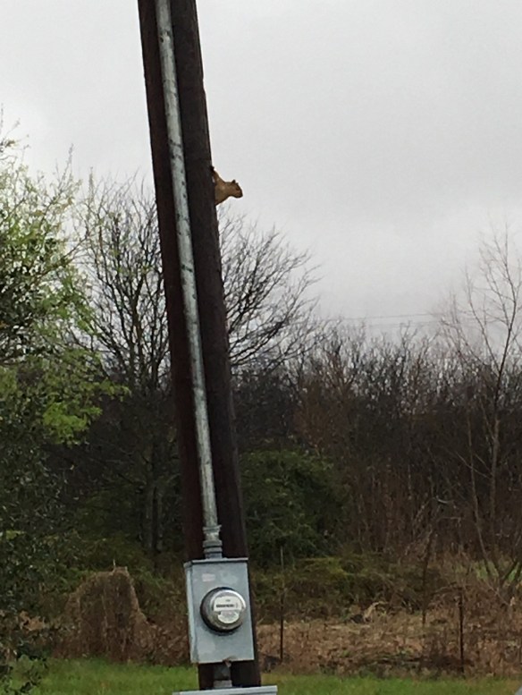 a-squirrel-on-post-1s