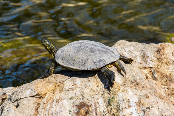 Turtle sunning itself on a rock in Hamilton Creek, Burnet, Texas