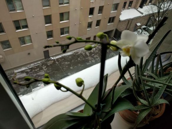 Photo copyright Roger Bultot