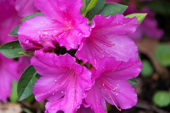 Azalea at Dallas Blooms 2017