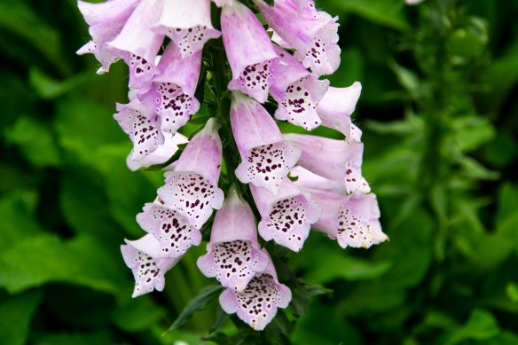 Bells at Dallas Blooms