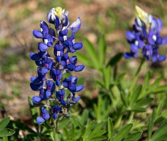 Bluebonnet
